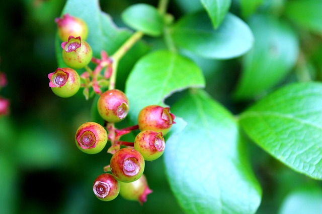 Free Blueberries Berries photo and picture