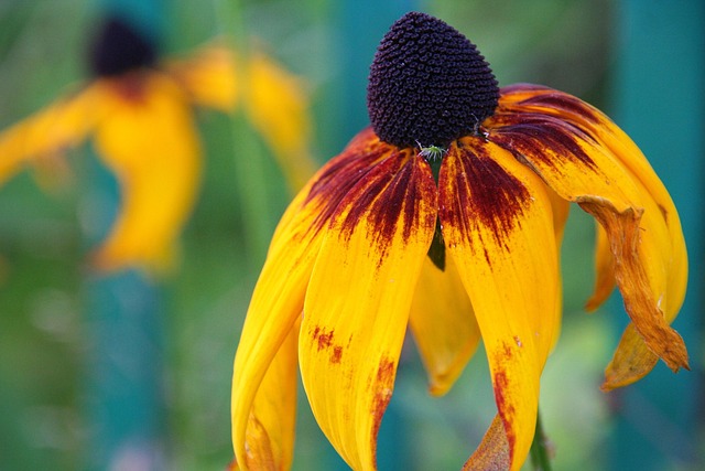 Free Flower Beautiful Flowers photo and picture