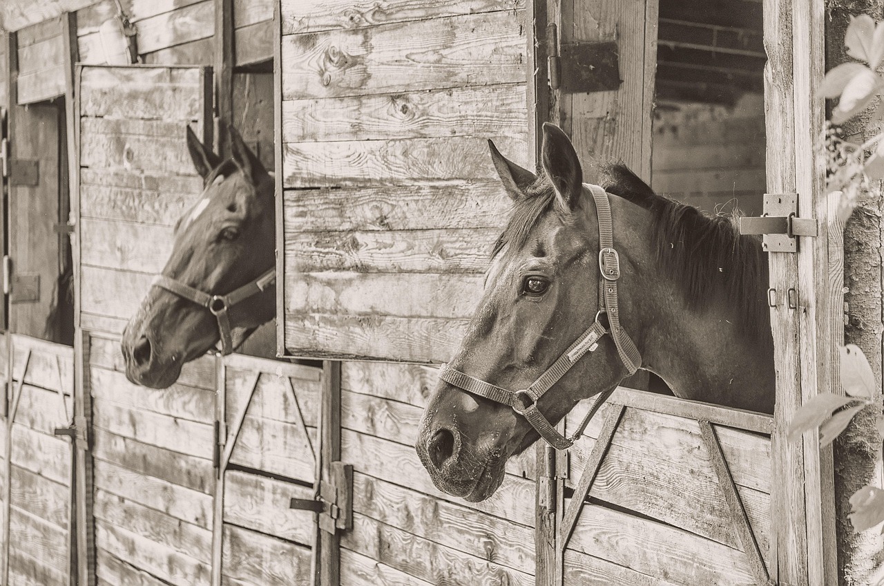 Horse - free online jigsaw puzzle photo