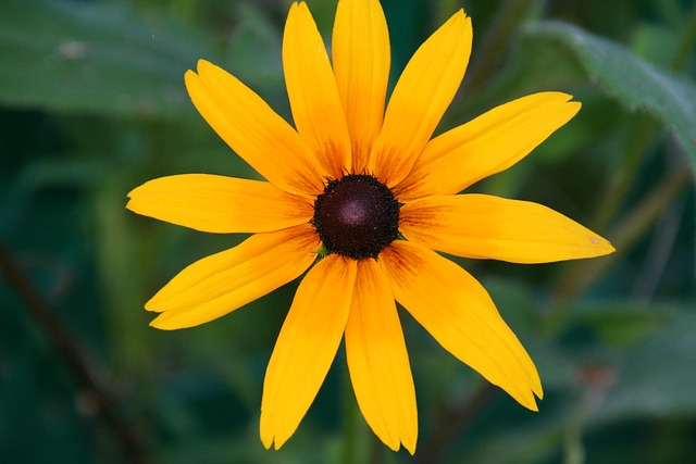 Free Flower Yellow photo and picture