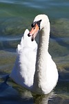 swan, eye, bill