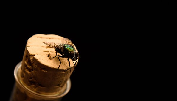 Fliege, Fliegen, Insekt, Makro
