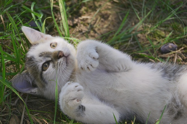 Free Kitten Cat photo and picture