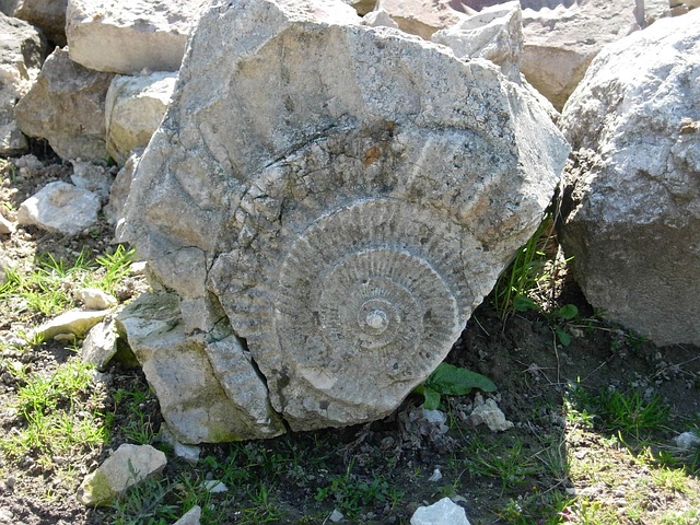 Free Fossil Nature photo and picture