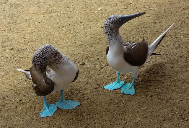 Free Gannets Island photo and picture