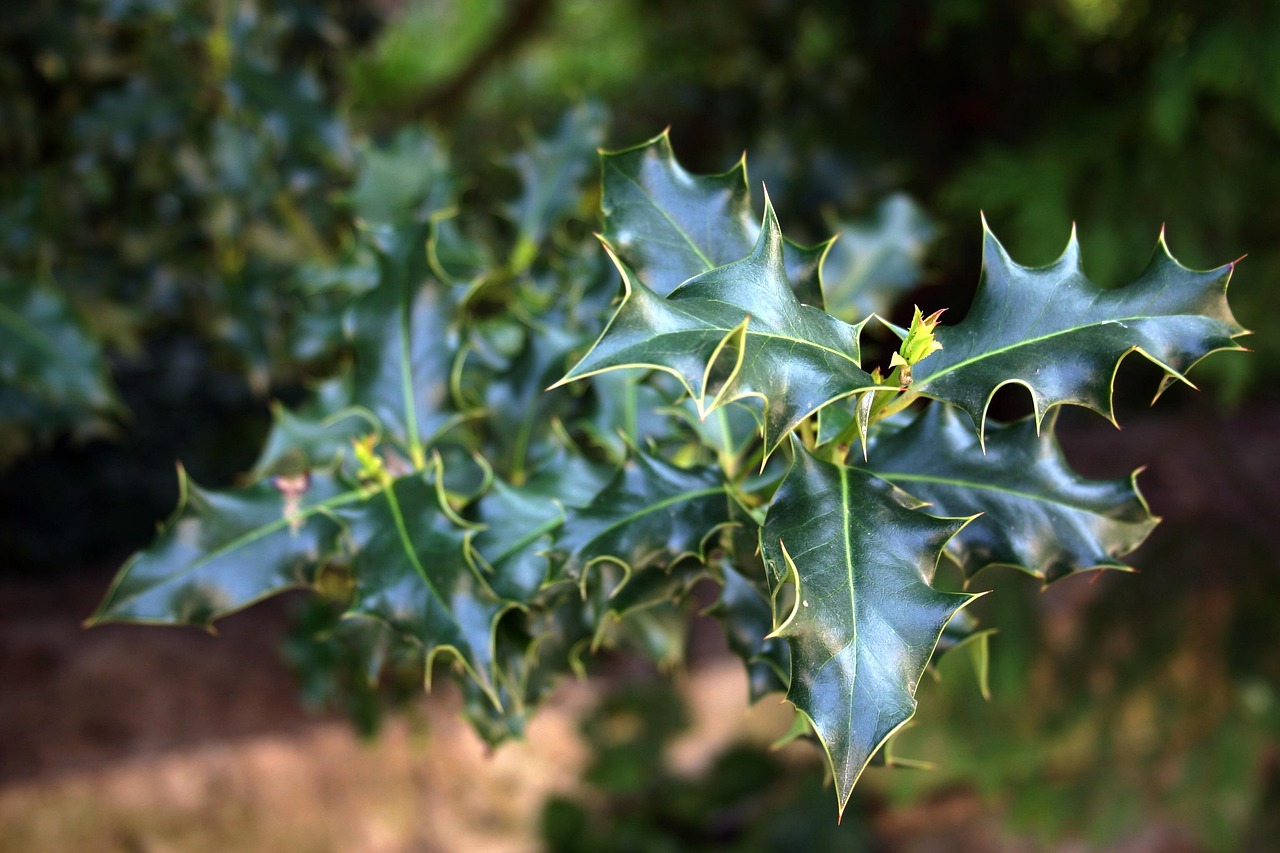 绿色 带刺的 植物 - Pixabay上的免费照片 - Pixabay