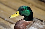 mallard duck, duck, wildlife