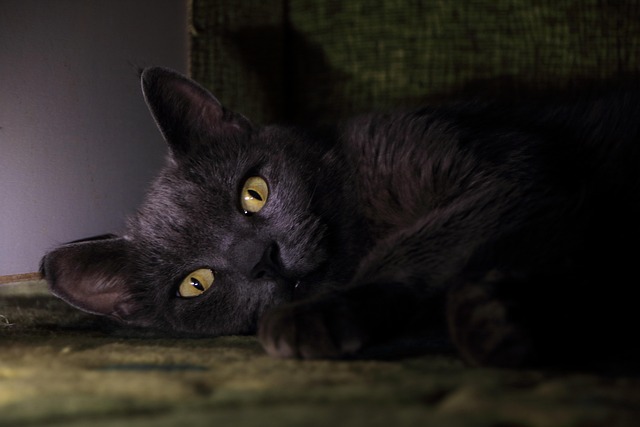 Kat, Øjne, Dyr, Kæledyr, Syn, Katte