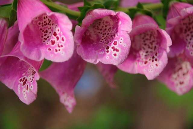 Sommer, Blomster, Lilla, Haveblomster