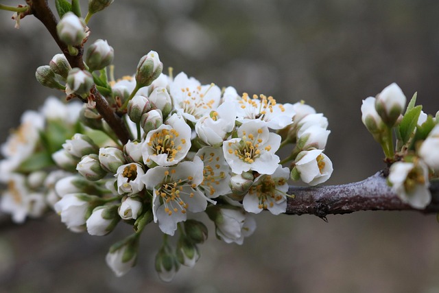 Forår, Blomster, Træer, Blomstre, Æble
