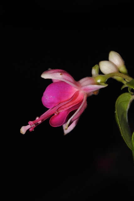 Blume, Knospe, Natur, Garten
