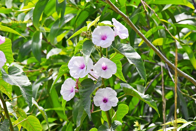 Free India Beautiful Flowers photo and picture