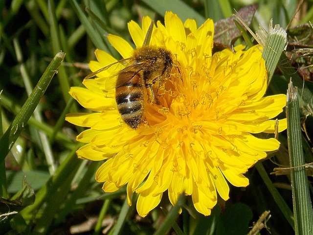 Free Honey Bee Dandelion photo and picture