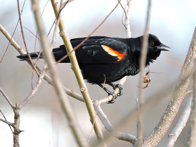 Free Red-Winged Black Bird Birds photo and picture