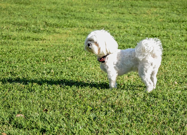 Free Dog Grass photo and picture