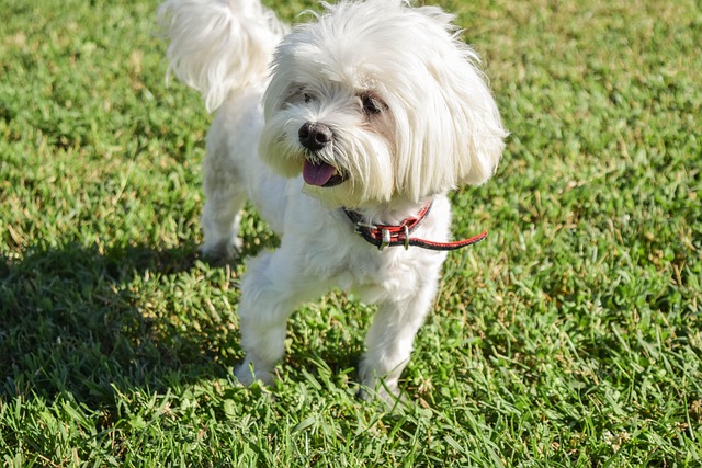Free Friend Dog photo and picture