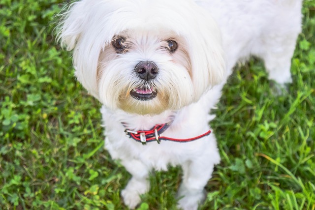 Free Portrait Dog photo and picture