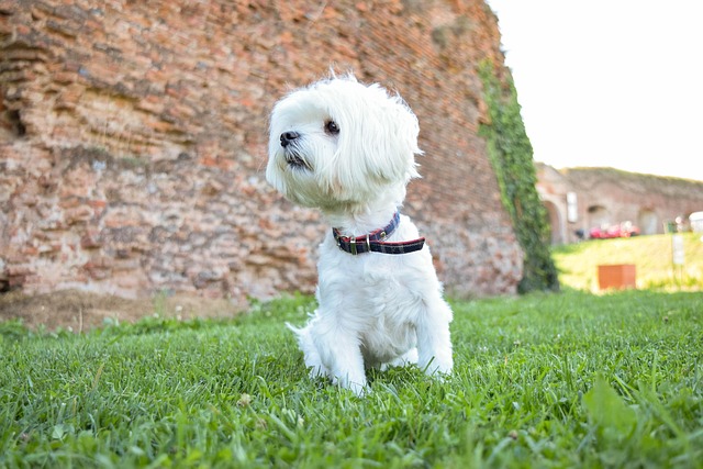Free Waiting Dog photo and picture