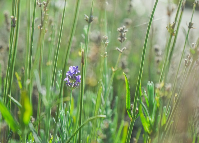 Free Lavender Flowers photo and picture