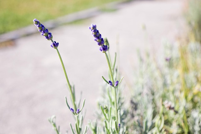 Free Lavender Flower photo and picture