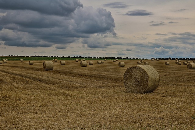 Free Field Straw Bales photo and picture