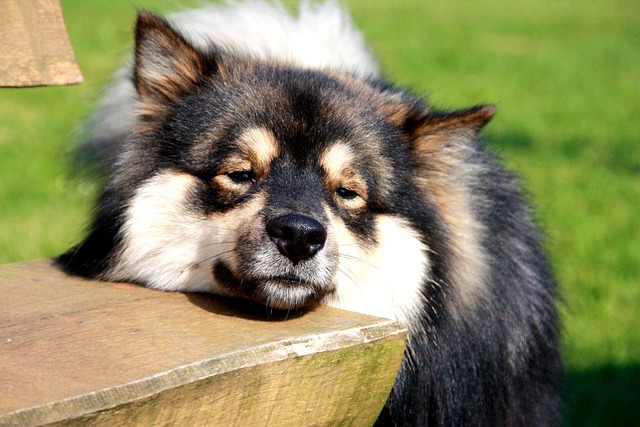 Free Dog Sun photo and picture