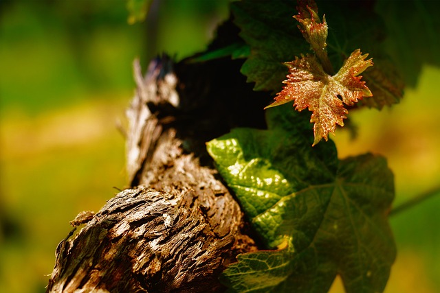 Free Wine Grapevine photo and picture
