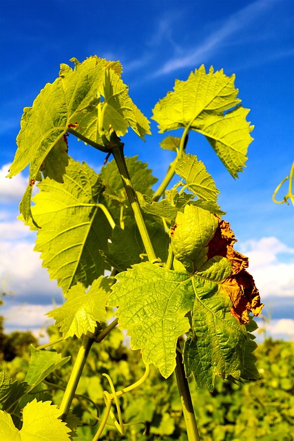 Free Wine Nature photo and picture