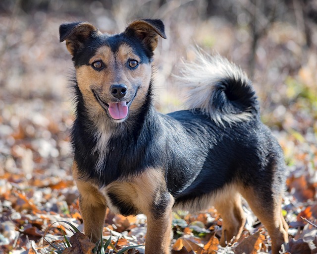Free Animal Dog photo and picture