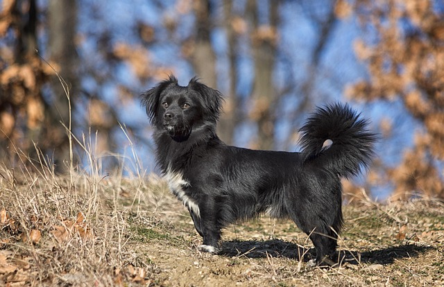 Free Animal Dog photo and picture