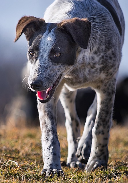 Free Dog Animal photo and picture