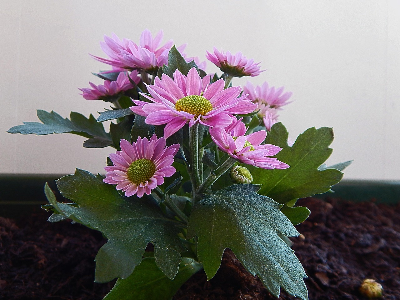 花 非洲菊 颜色 - Pixabay上的免费照片 - Pixabay