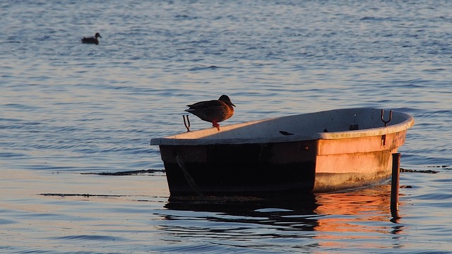 Free Lake Duck photo and picture