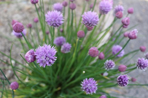 Free Chive Plant photo and picture