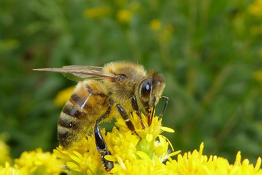 Abeja, Bug, Insectos