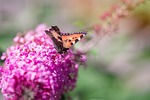 summer, lilac, summer lilac