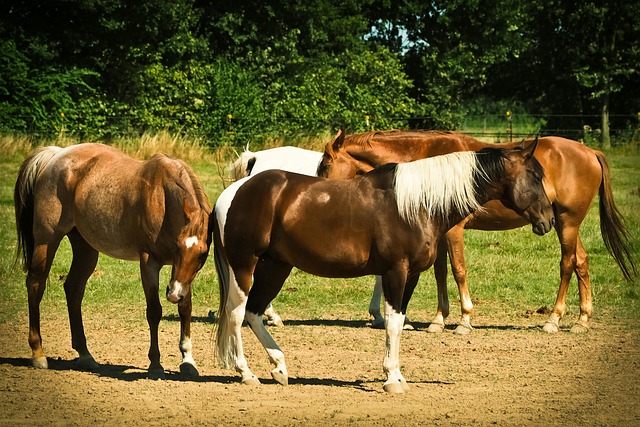 Horses jigsaw puzzle