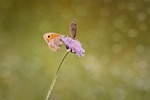 butterflies, two, meadow brown