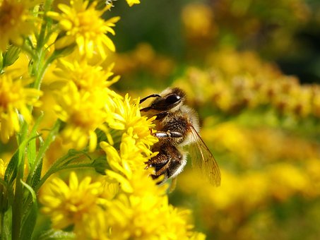 Abeja, Bug, Abejas, Flores, Naturaleza