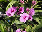 orchid, thai orchid, purple