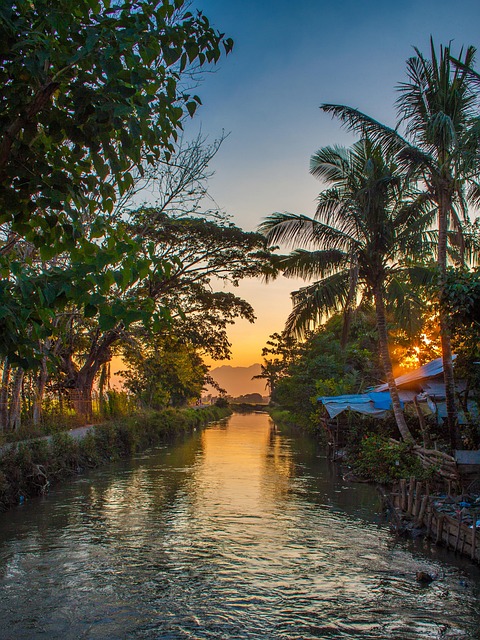 Free Flow Palm Trees photo and picture
