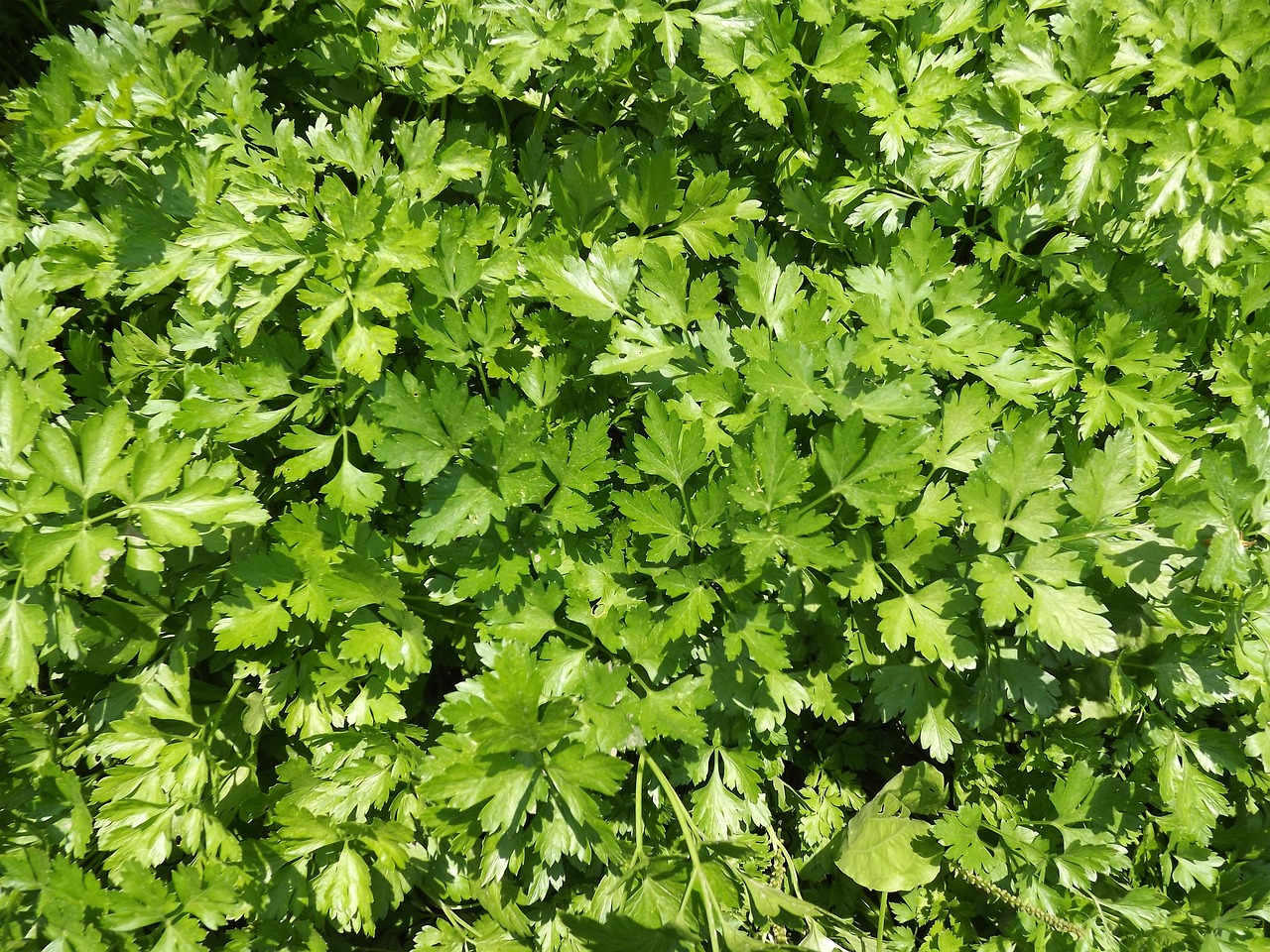 Parsley Spice Background Free photo on Pixabay Pixabay