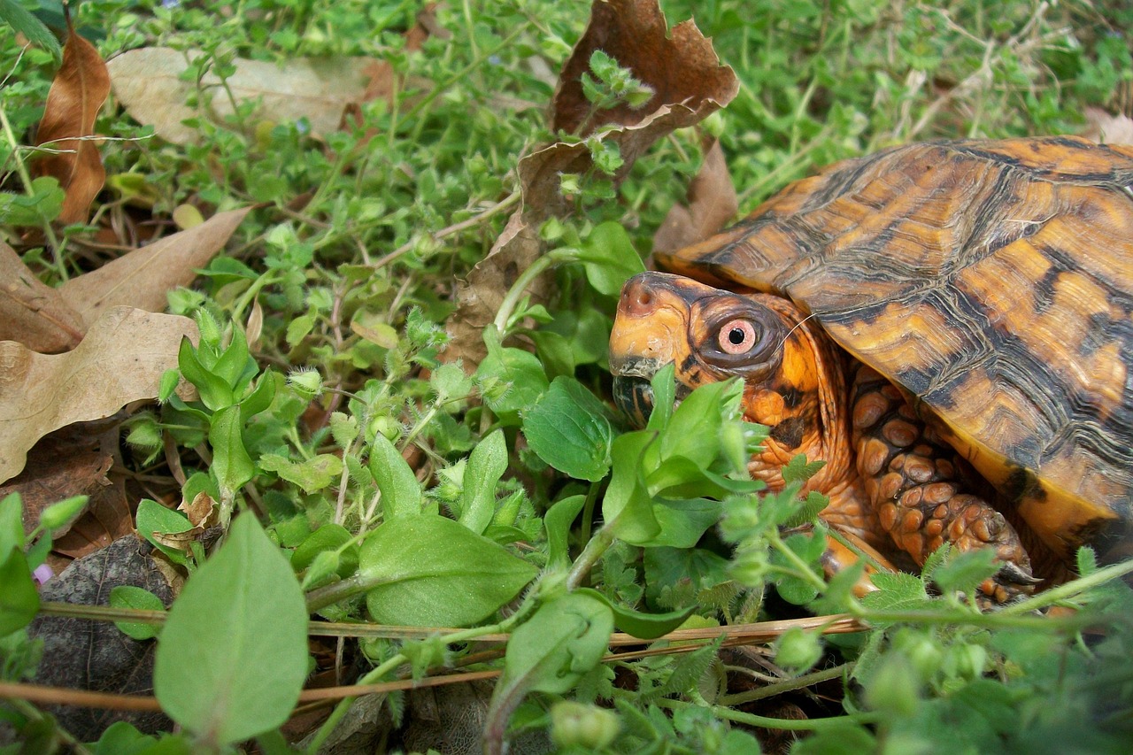 Box Turtle Spring Outdoors Free photo on Pixabay Pixabay