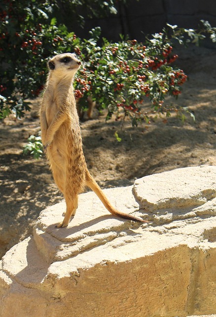 Free Meerkat Zoo photo and picture
