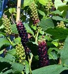 pokeweed, phytolacca, kermesbeerengewächs