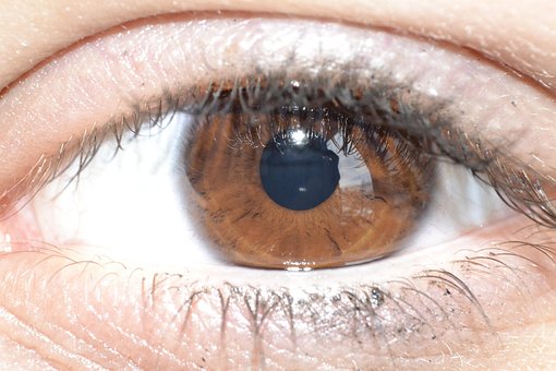 Free Eye Brown Eye photo and picture