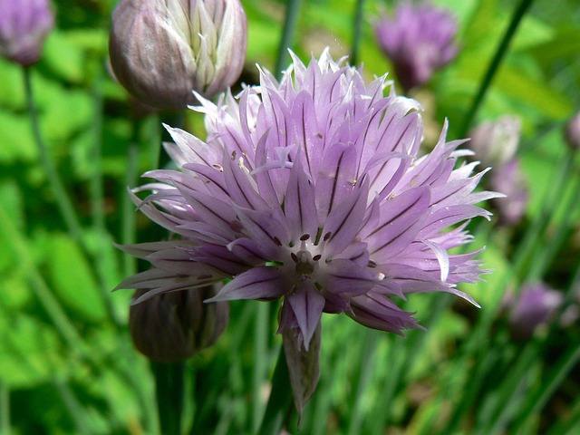 Blomst, Have, Lilla