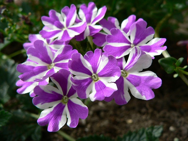 Blomst, Smukke Blomster, Blomst Baggrund