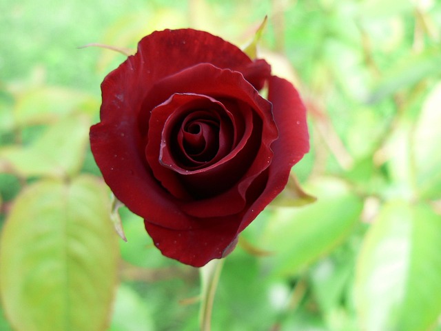 Rose, Rød, Have, Rød Rose, Blomstre