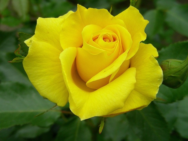 Rose, Gul, Tæt Op, Rosenblomst